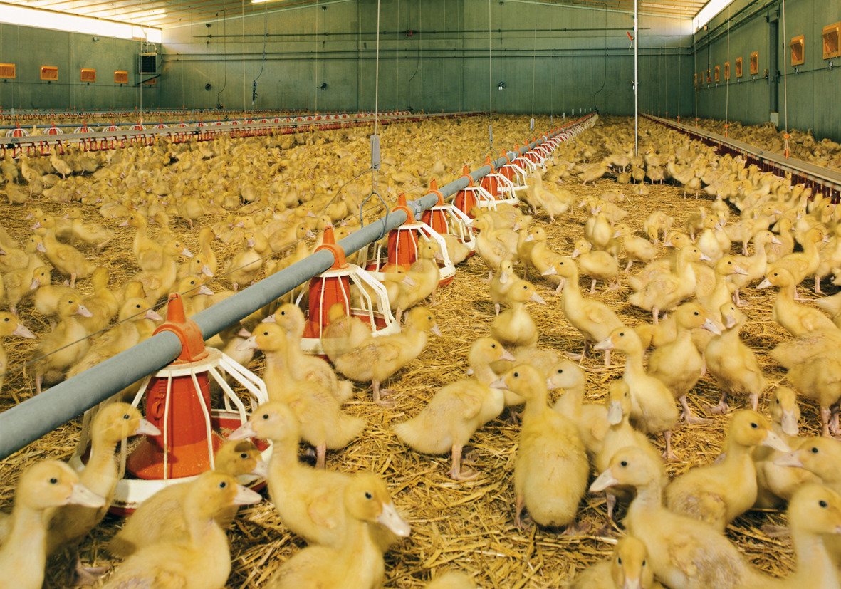 Farming Equipment Pp Pan Feeders For Poultry