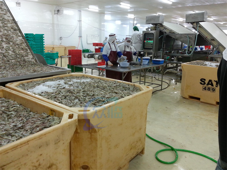 4900W Shrimp Grading Machine Roller Control Anti Erosion Automatic