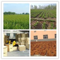 Jining Yuemei Wicker Basket Art Co., Ltd