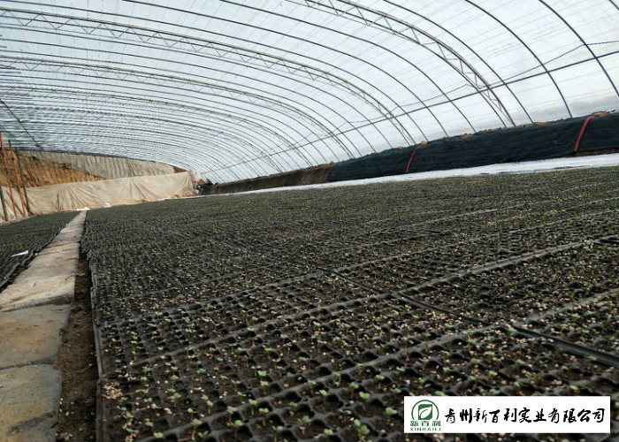 Clean Surface Organic Chinese Cabbage , Healthy Chinese Round Cabbage