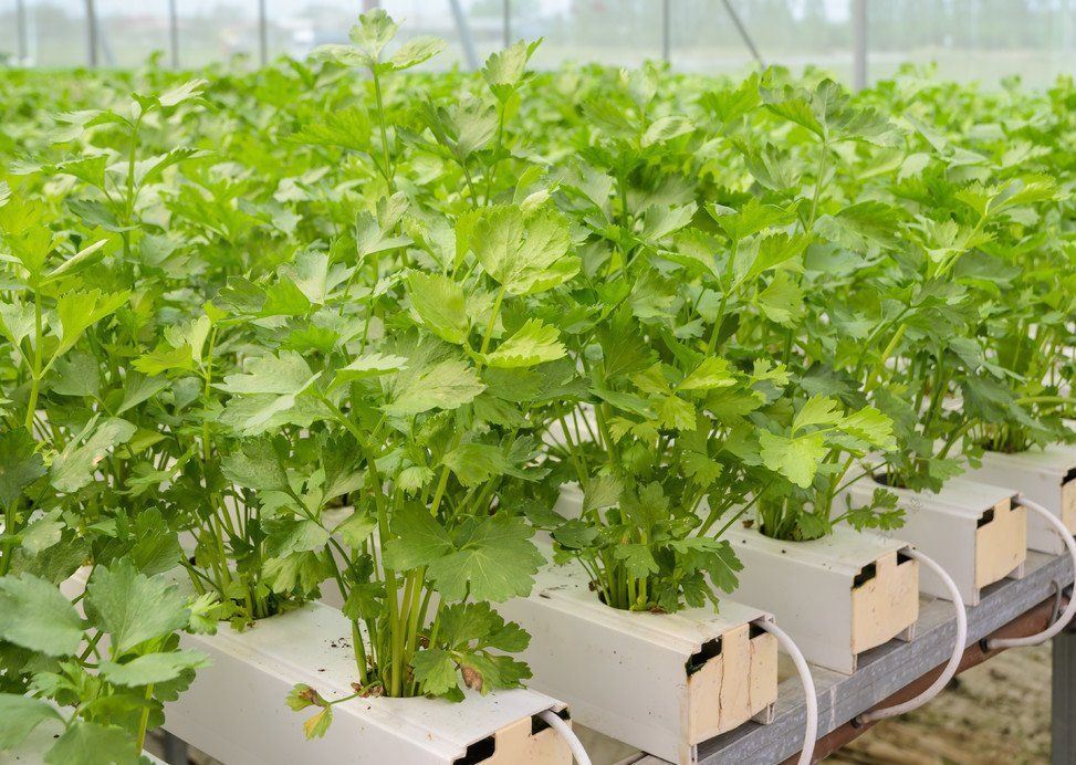 Wet Curtain Controlled Inlluminating Greenhouse