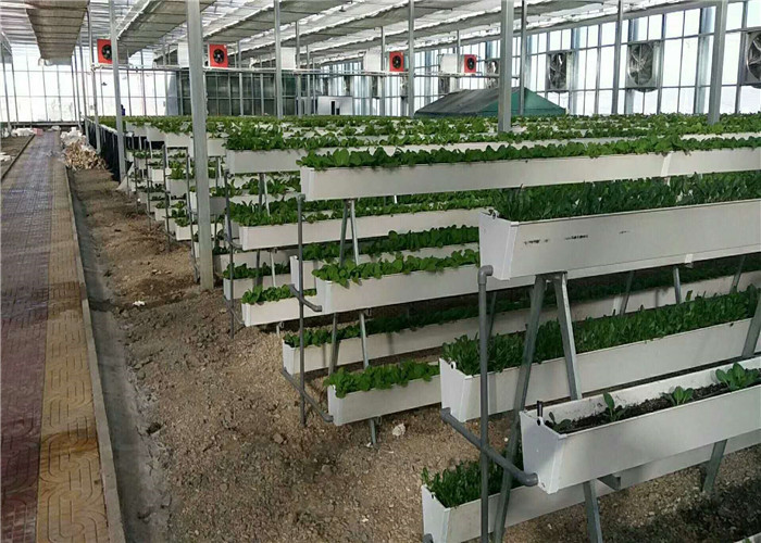 3 - 5m Gutter Height Plastic Panels Greenhouse Electric / Manual Rolling Up Vent Design