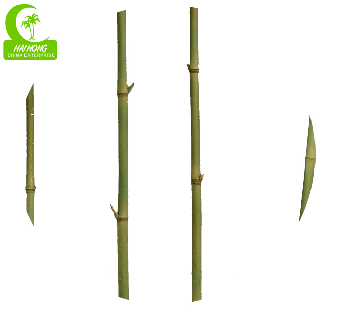  Bamboo Tree