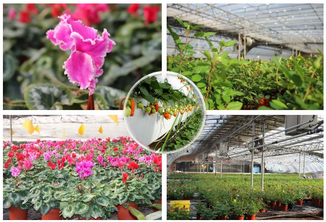 Multi-Span Greenhouse for Temperature Controlled Hydroponics