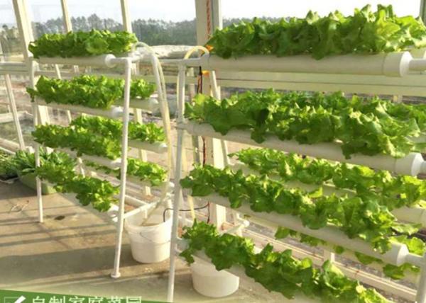 Quality Agriculture Hydroponic Lettuce Growing Kit 98cm x 60cm x 103cm Easy Assemble for sale