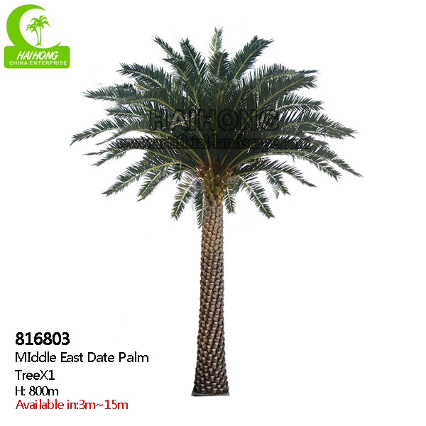 Middle east date palm tree