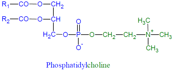High quality soybean extract Phosphatidylcholines (PC) 50% powder