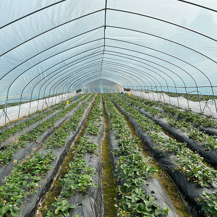 Automated Single Layer High Tunnel Passive Solar Greenhouse For Strawberry