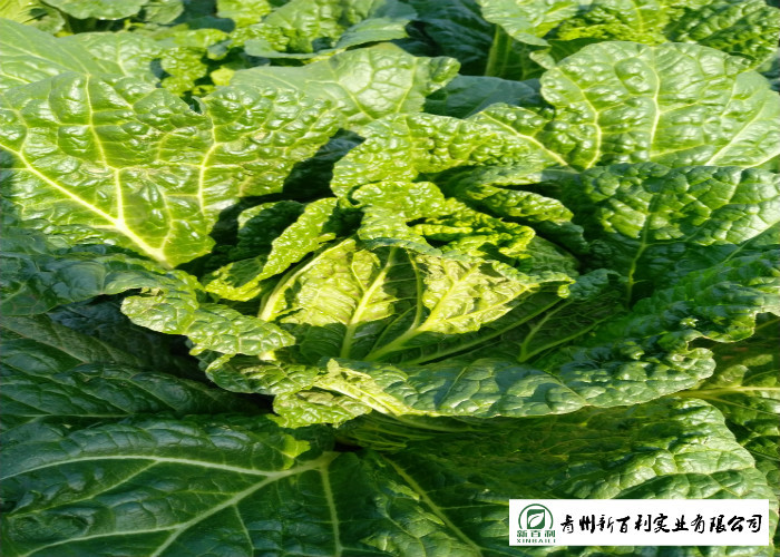 Light Sweet Fresh Chinese Cabbage No Irregular Shape No Mouldy