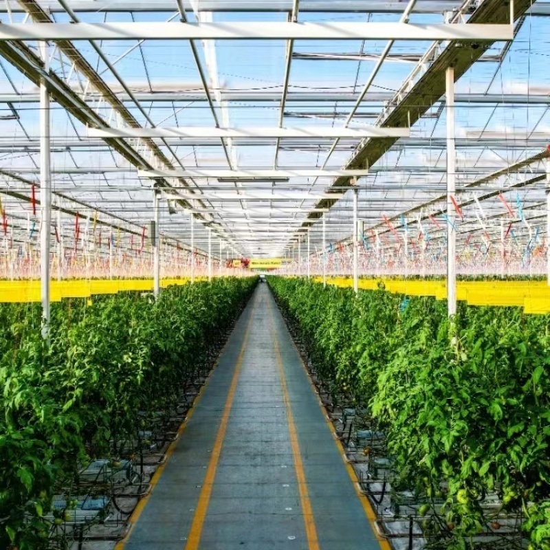 Venlo Glass Greenhouse for Vegetables