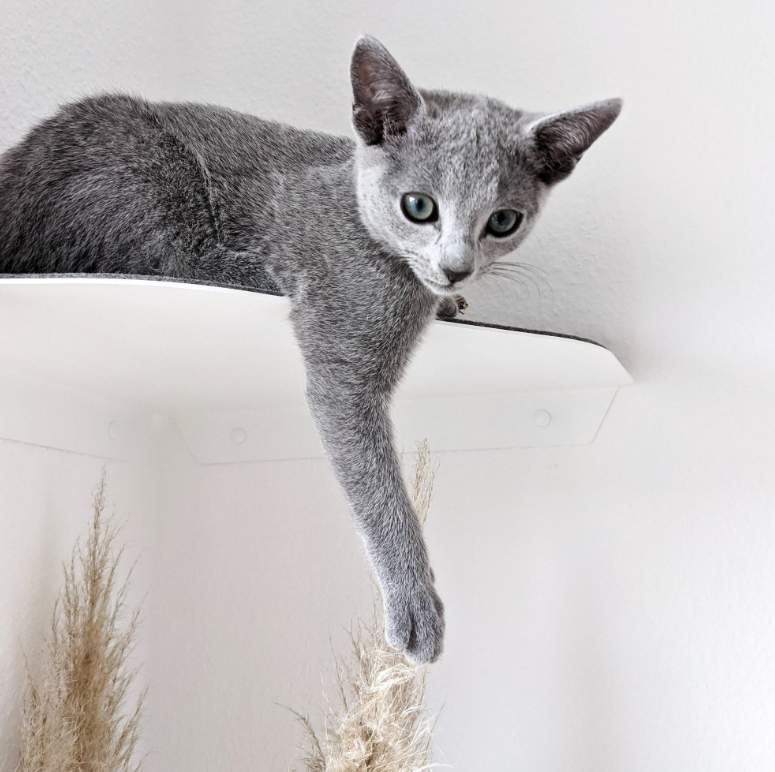 Keep Your Cat Active and Healthy with Yellow Floating Cat Wall Shelves Steel Perches