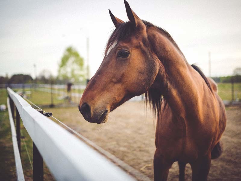 Portable Horse Stall Panels 1.5m Gate. Locking Pins. ". Victoria "
