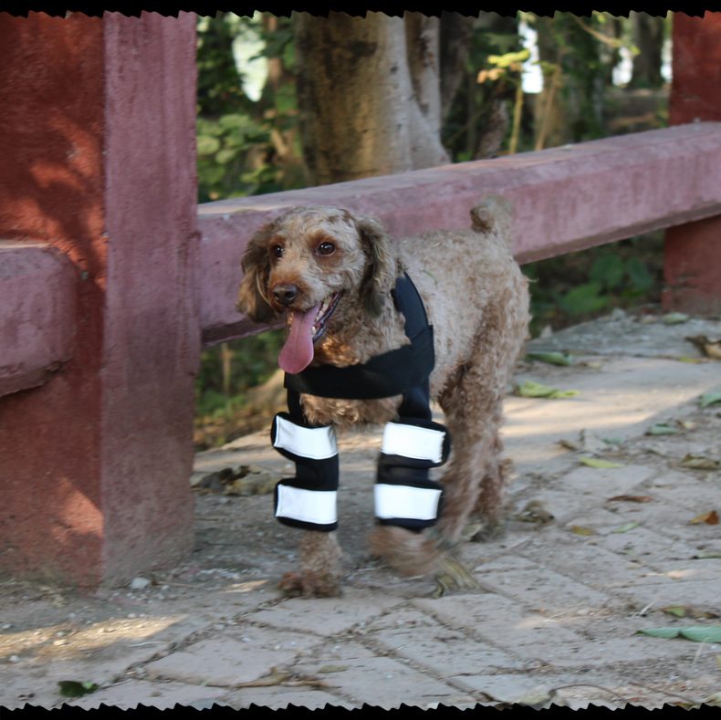 Hock Joint Sports Knee Pads Breathable Shockproof Custom Small Dog Knee Brace