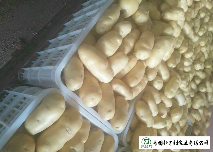 Nutritious Fresh Potato Stored In A Dry And Cool Place Prevent Germination