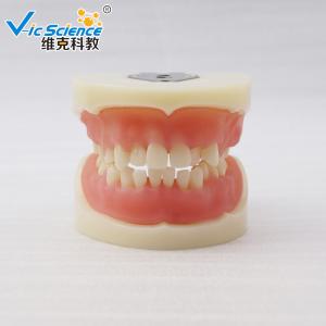 China VIC-E15 Teeth Study Model Artificial Physician Certified Tooth Extraction Model on sale