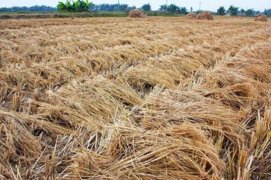 Oriented Straw Strand Board (OSSB) Production Line Turmkey Project