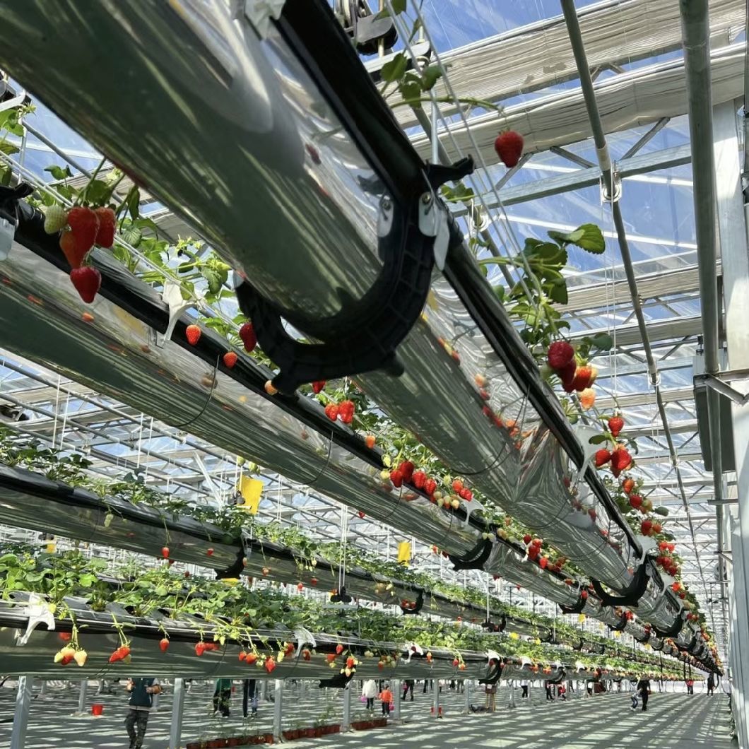 Multi-System Glass Greenhouse for Flower Growing