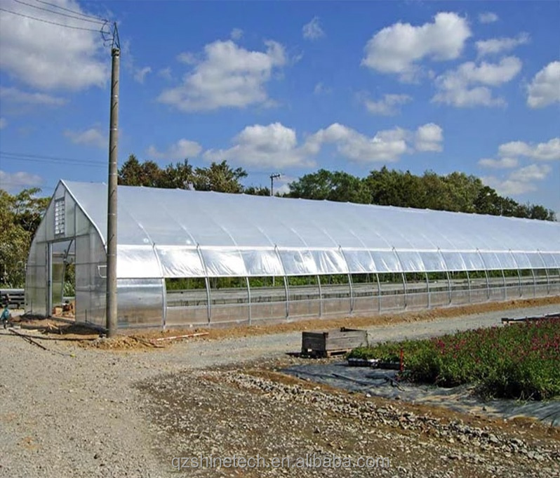 Roof and Side Ventilation Single Span Film Greenhouse for Tomato Growing