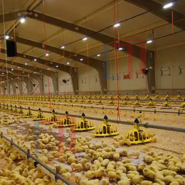 Automatic Prefab Steel Structure Chicken House Q235 Q345 Steel Frame Shed House