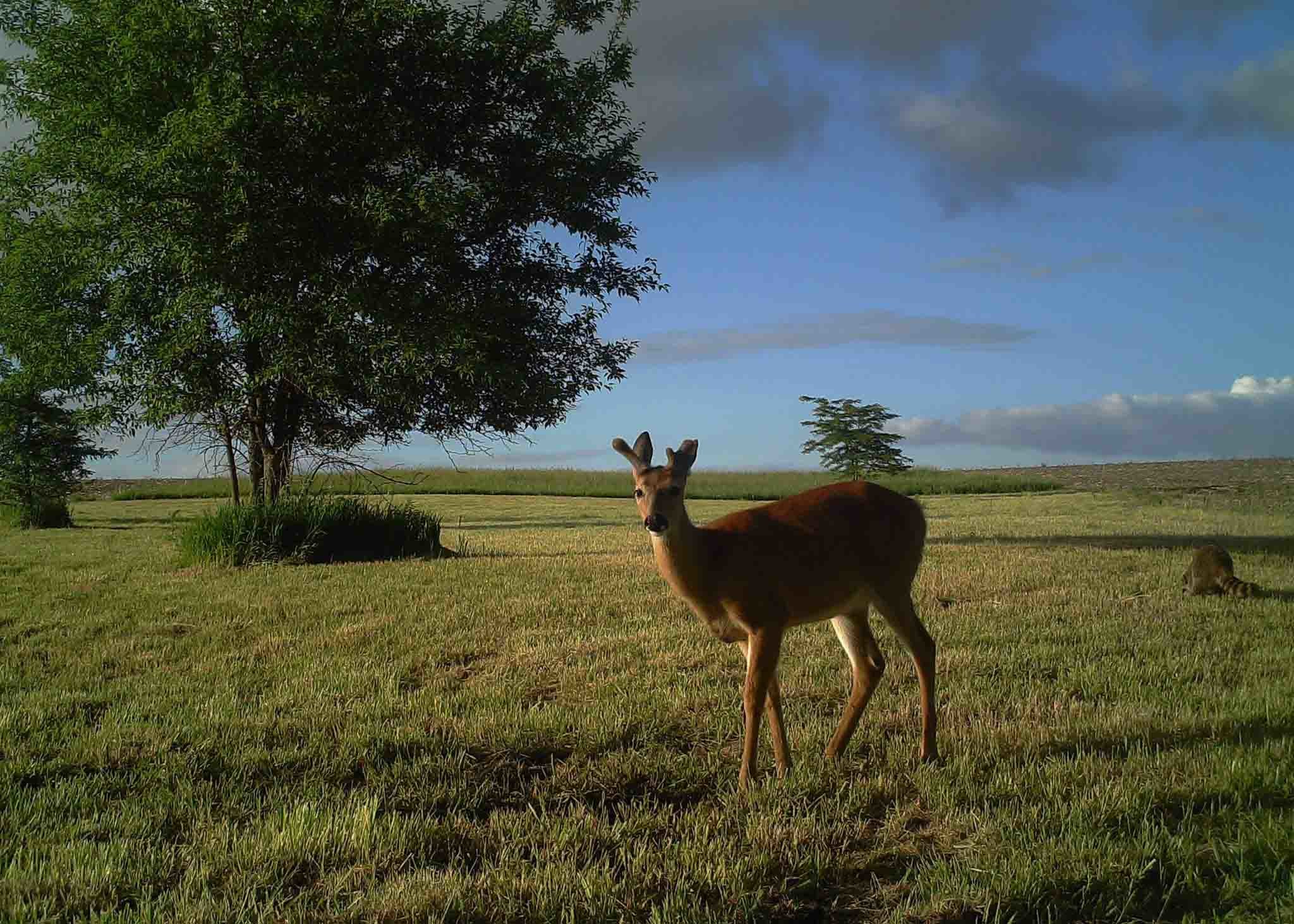 Night Vision Outdoor Wireless Hunting Trail Cameras Wireless Wildlife Camera