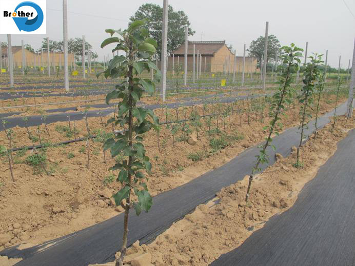 Agriculture PP Woven Plastic Low Price Weed Control Weed Mat Ground Cover Landscape Fabric