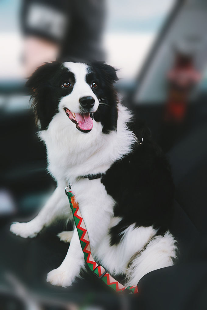 Dog Cat Pet Car Seatbelt Harness Strap Belt With Metal Hook