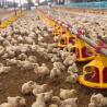 Buy cheap PVC Poultry Farm Equipment from wholesalers