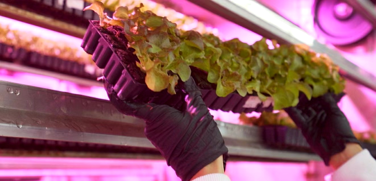 Container Farm Hydroponic Growing System Multi-Span Agricultural Greenhouses