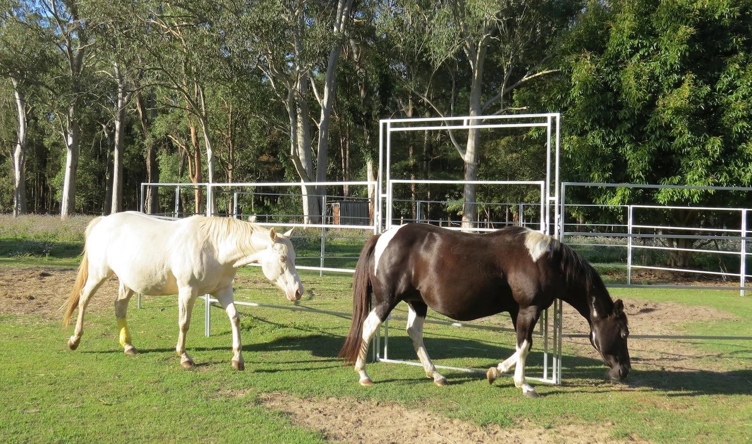 20 Panel Horse Arenas Inc Gate, Round Yard, Cattle Fences, Corral 14m Diameter
