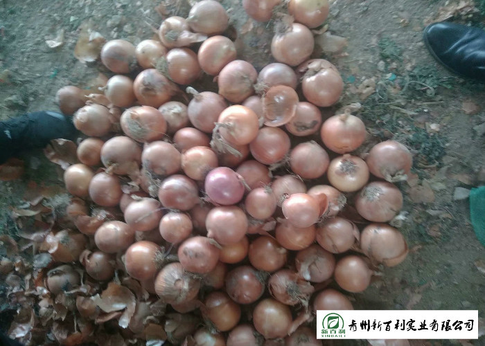 Good Taste Fresh Red Onion Japan Standard 0.2 Kg Supply To Wholesaler