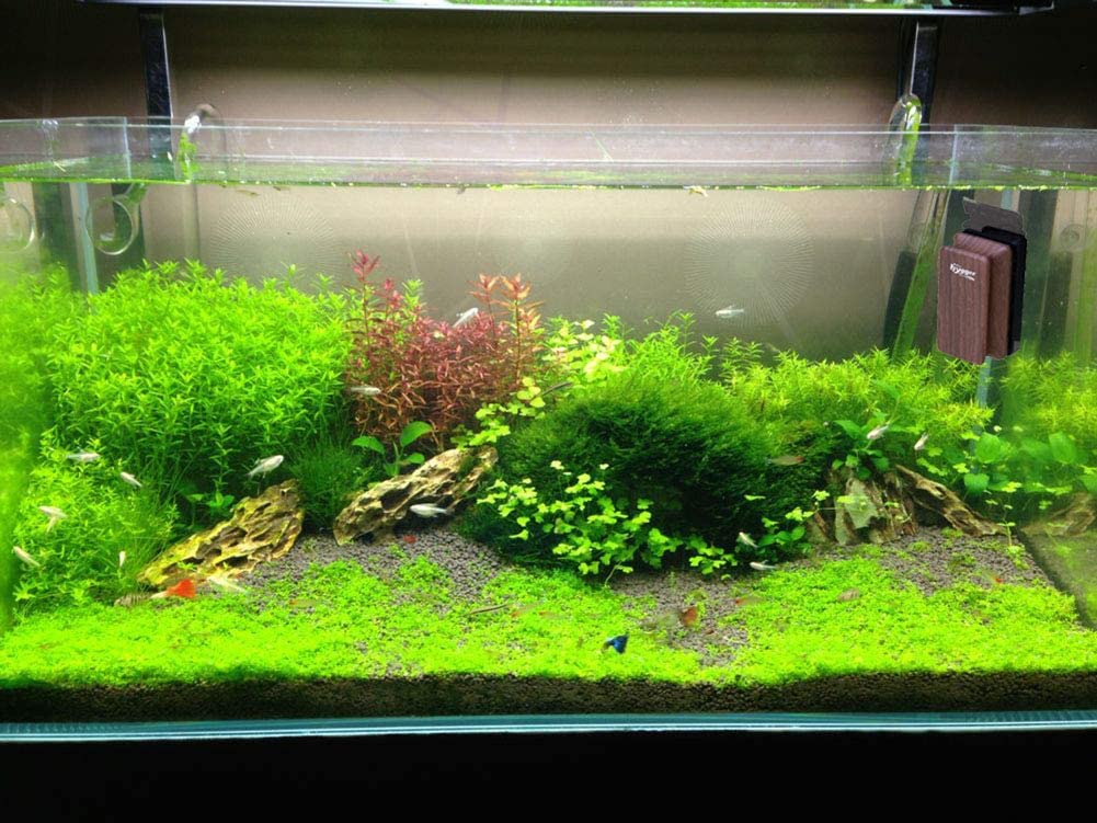 55 Gallon Fish Tank Magnetic Glass Cleaner