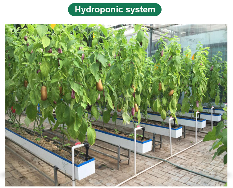 American Tomato Agriculture Polycarbonate Greenhouse Equipped with Hydroponic Systems