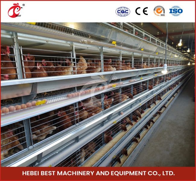 200 Birds Automatic Chicken Battery Cage For Sale Egg Layer Cage Farm Ada