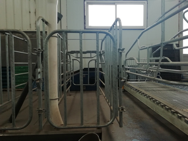 Professional Pig Gestation Stalls , Swine Gestation Cages Alkali Reistance