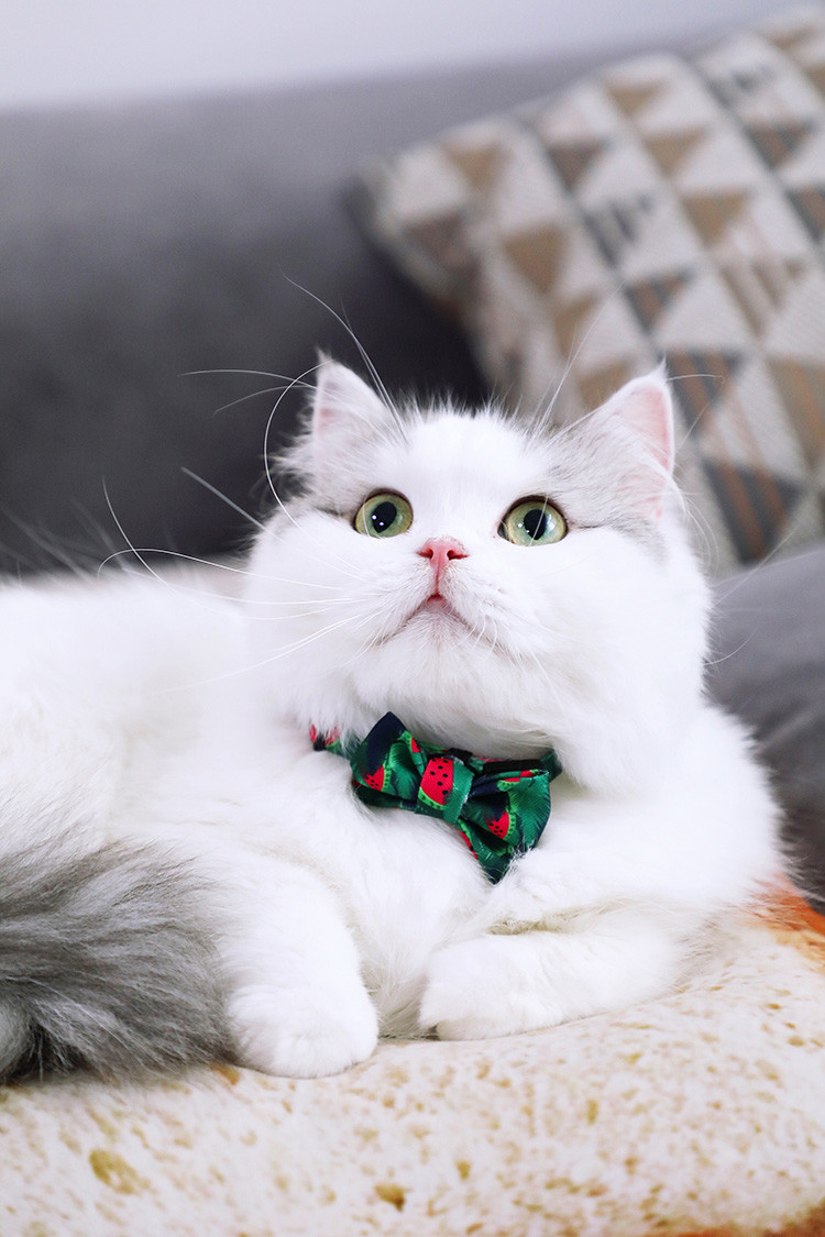 Fancy Wedding Female Dog Bowtie Collar Set For Holiday