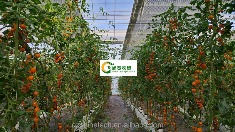 Tomato Grow Agriculture Greenhouses Manufacturers in Venlo Style with PC Sheet Cover
