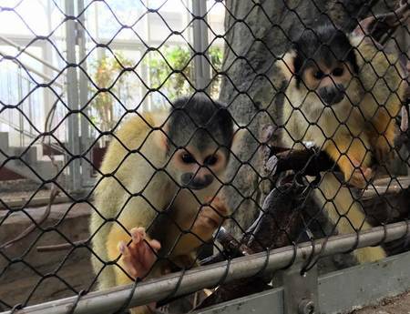 There are two monkeys in a handwoven rope mesh cage.