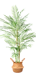 Palm Tree