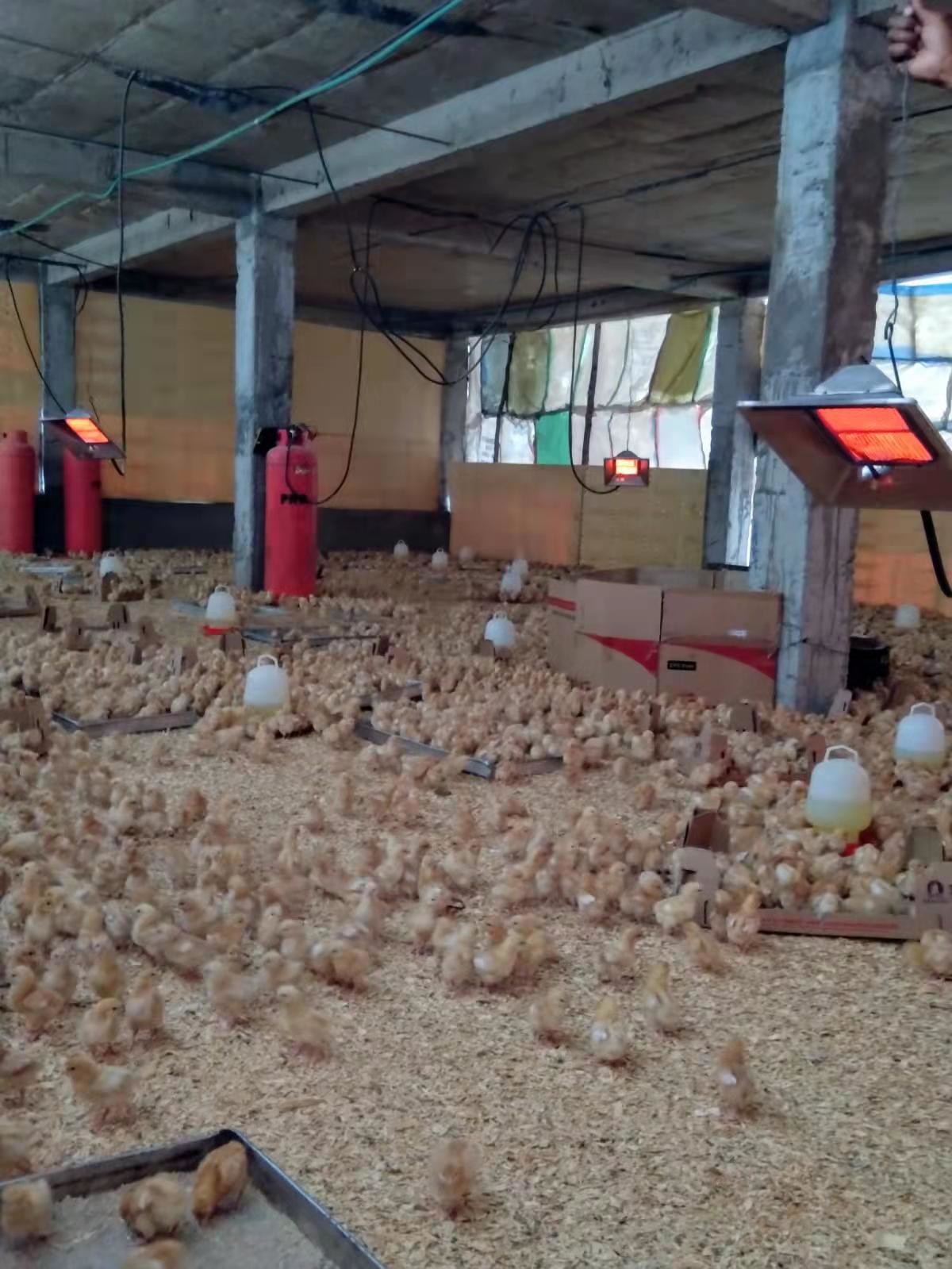 Adjustable Infrared Brooder Heater Low Consumption Fire Poultry Farming Heater