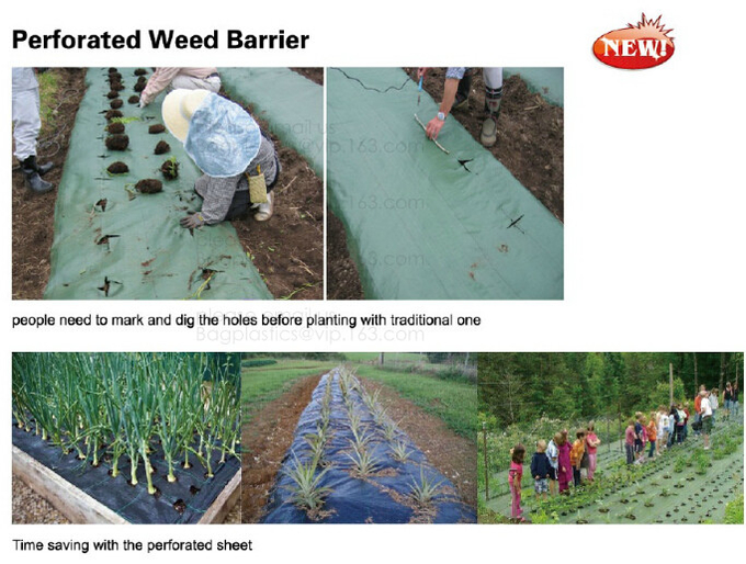 Weed Control Mulch Film, Agriculture Vegetable Black PE Films, 5 Holes Greenhouse Perforated Film