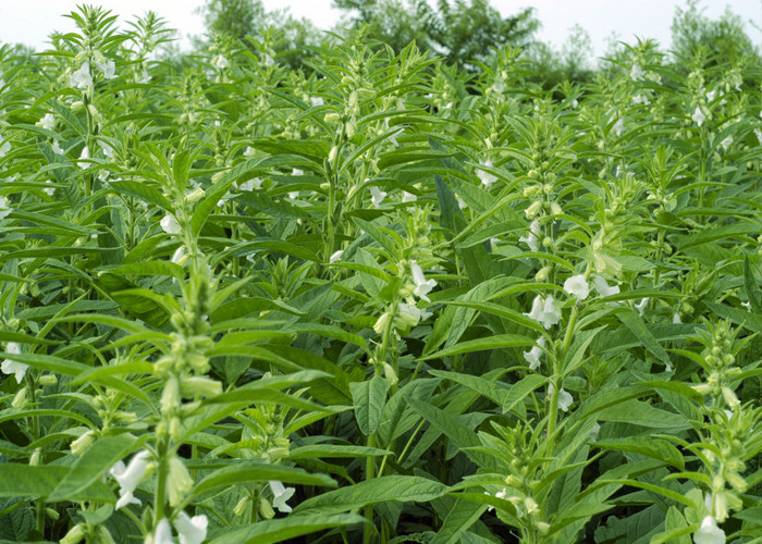 High Iron Calcium Organic Agricultural Products White Sesame Seeds 5% Moisture