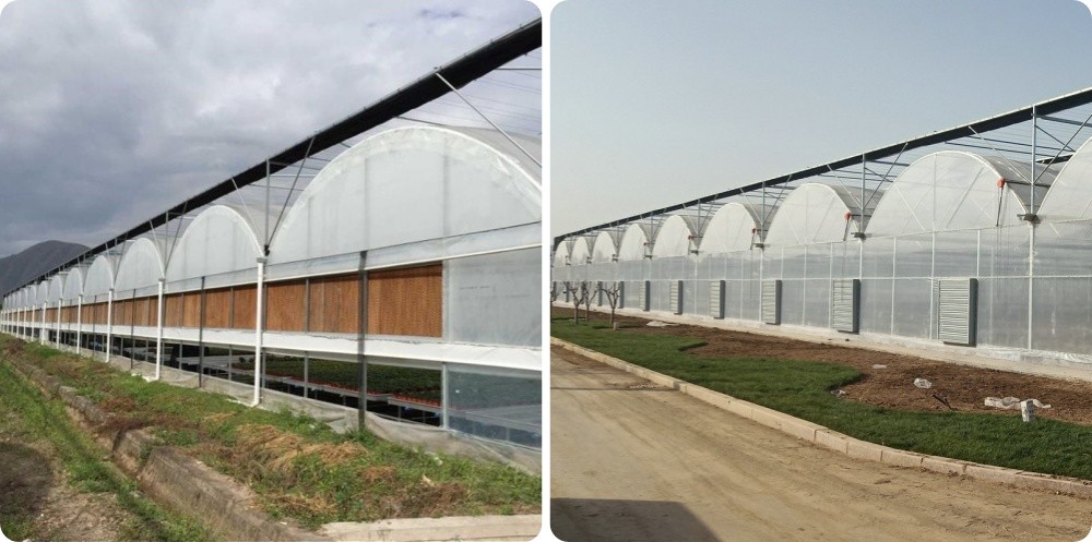 Multi-Span Greenhouse Kits Plastic Film Hydroponics Greenhouse For Sale