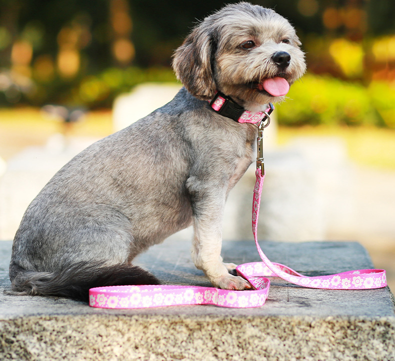 Eco Friendly Polyester Dog Leash Collar Set Sublimation Harness Collar And Lead Set