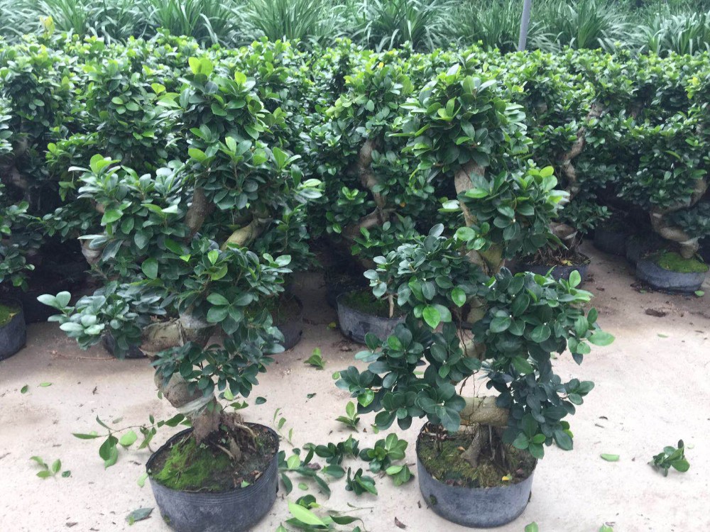 Winter Daphne PE Black 3 Gallon Plant Pots 23cm Height Deep Nursery Pots