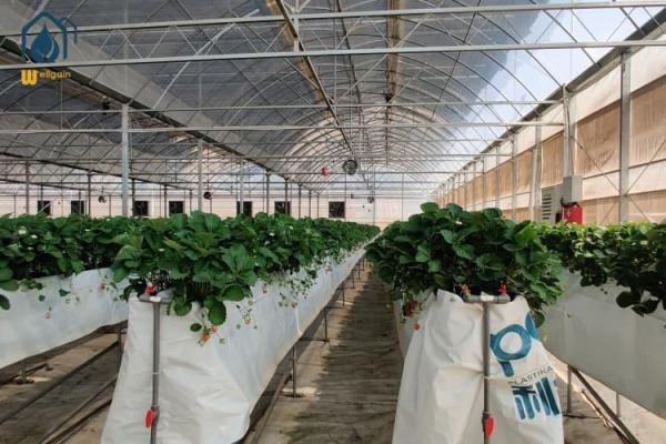 Big Agricultural Modern Garden Greenhouse Plastic Film Multi Span Nursary