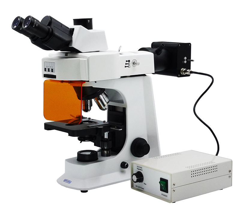40x - 1000x LED Trinocular Fluorescence Microscope For Research / Learning