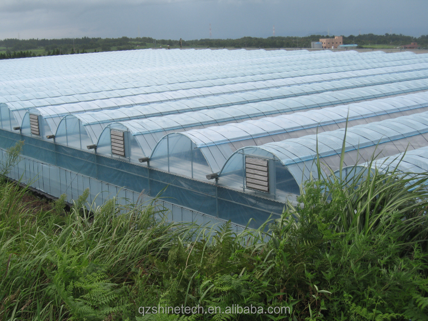 Large Multi Span Agricultural Film Greenhouses With Optional Cooling System