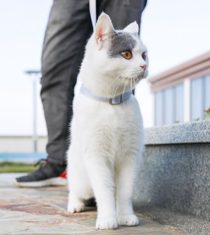cat harness and leash near me